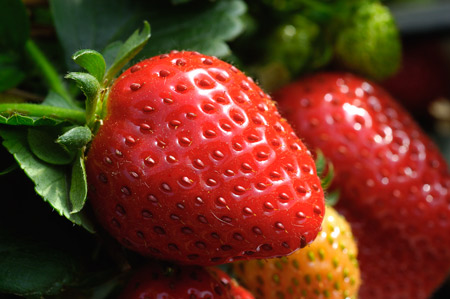 fraises du Périgord