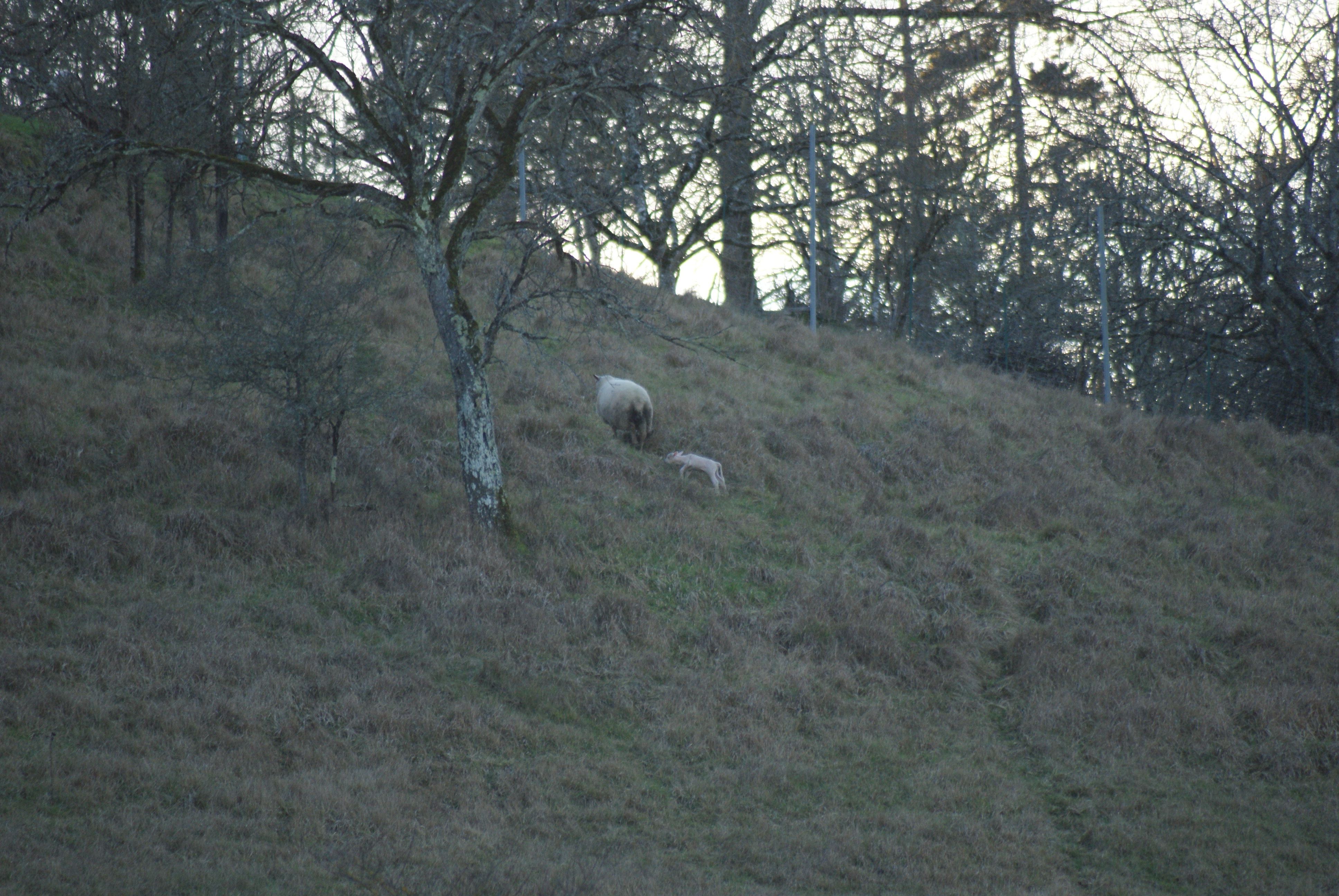 Naissance d'un agneau (suite)