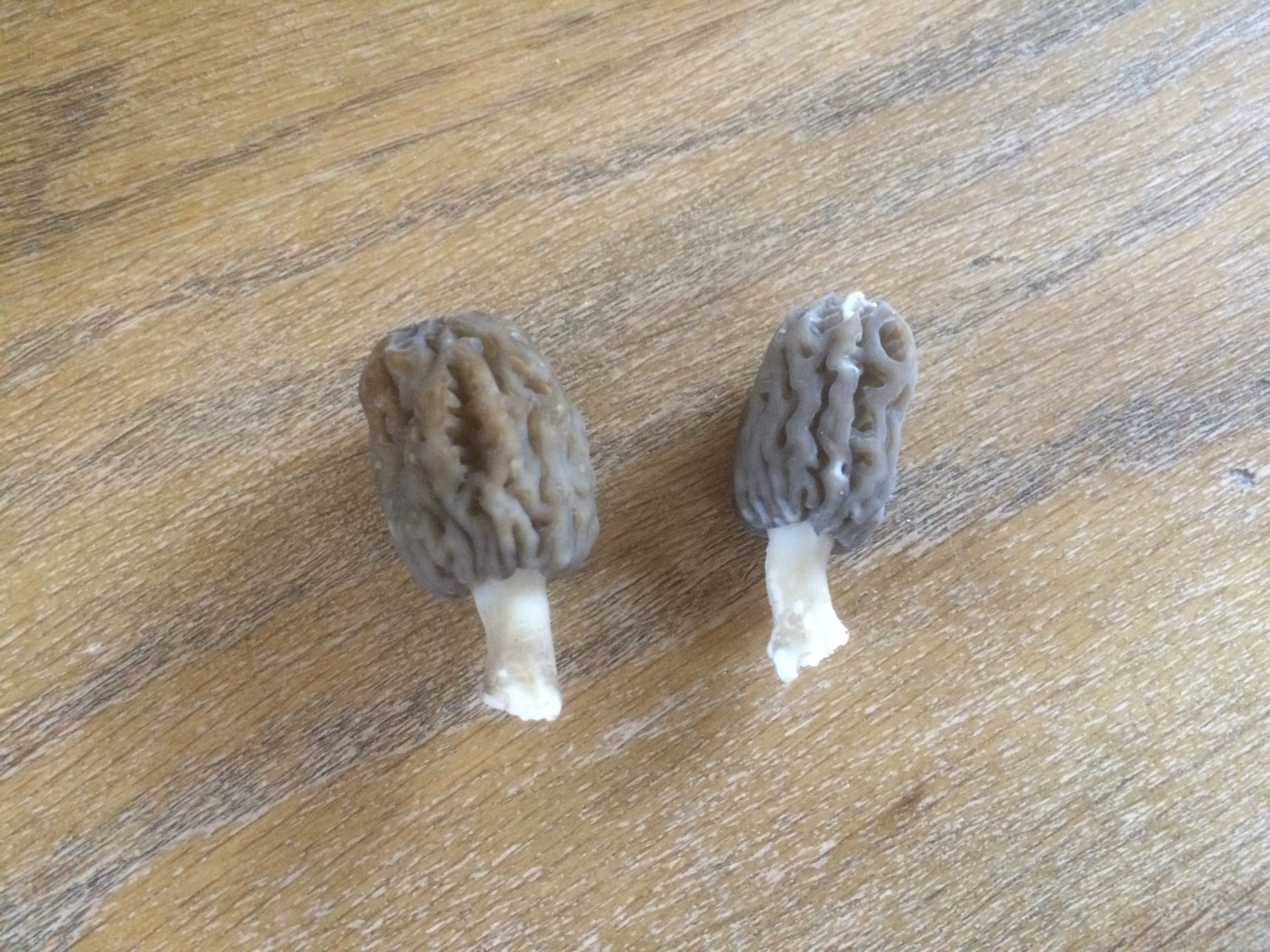 PREMIÈRES MORILLES