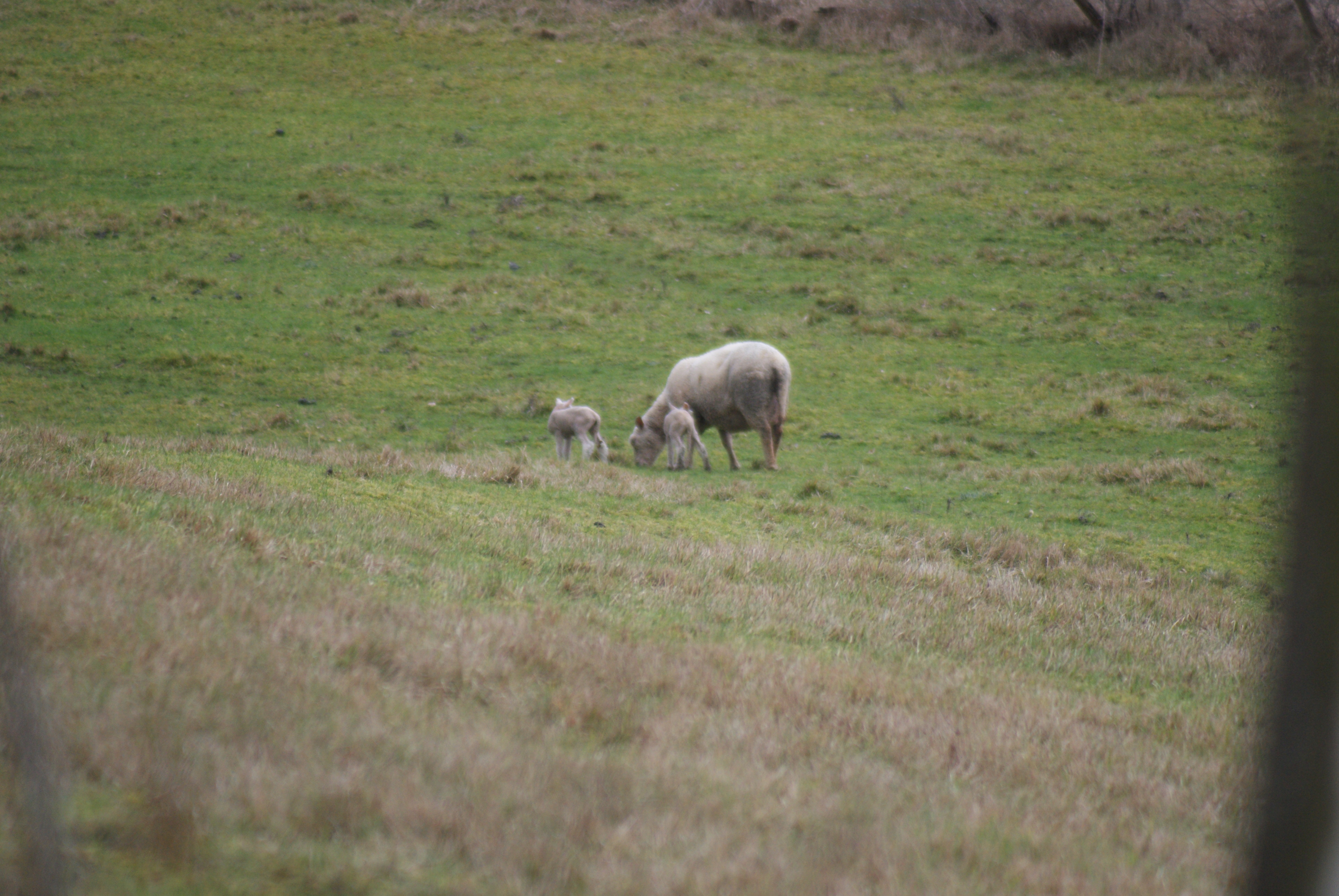 Naissance de jumeaux chez les agneaux!